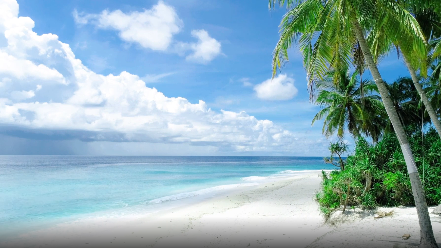 旅游景点海南海边椰子树高清视频视频的预览图