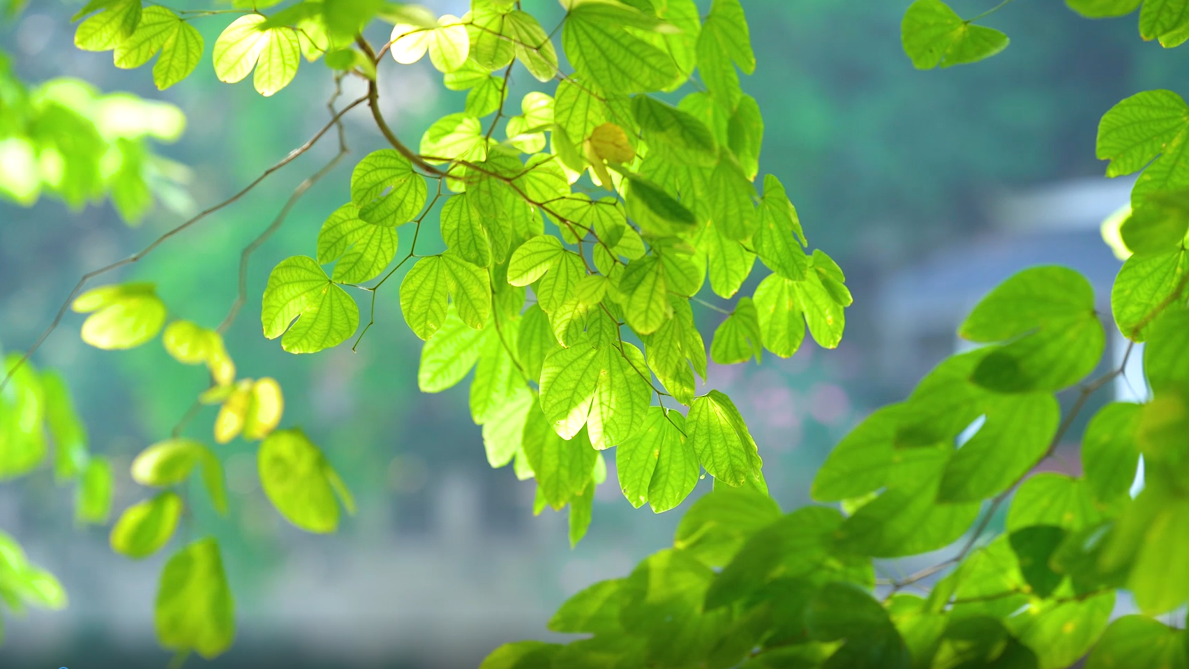 4k春日春天阳光照射树叶意境风景视频的预览图