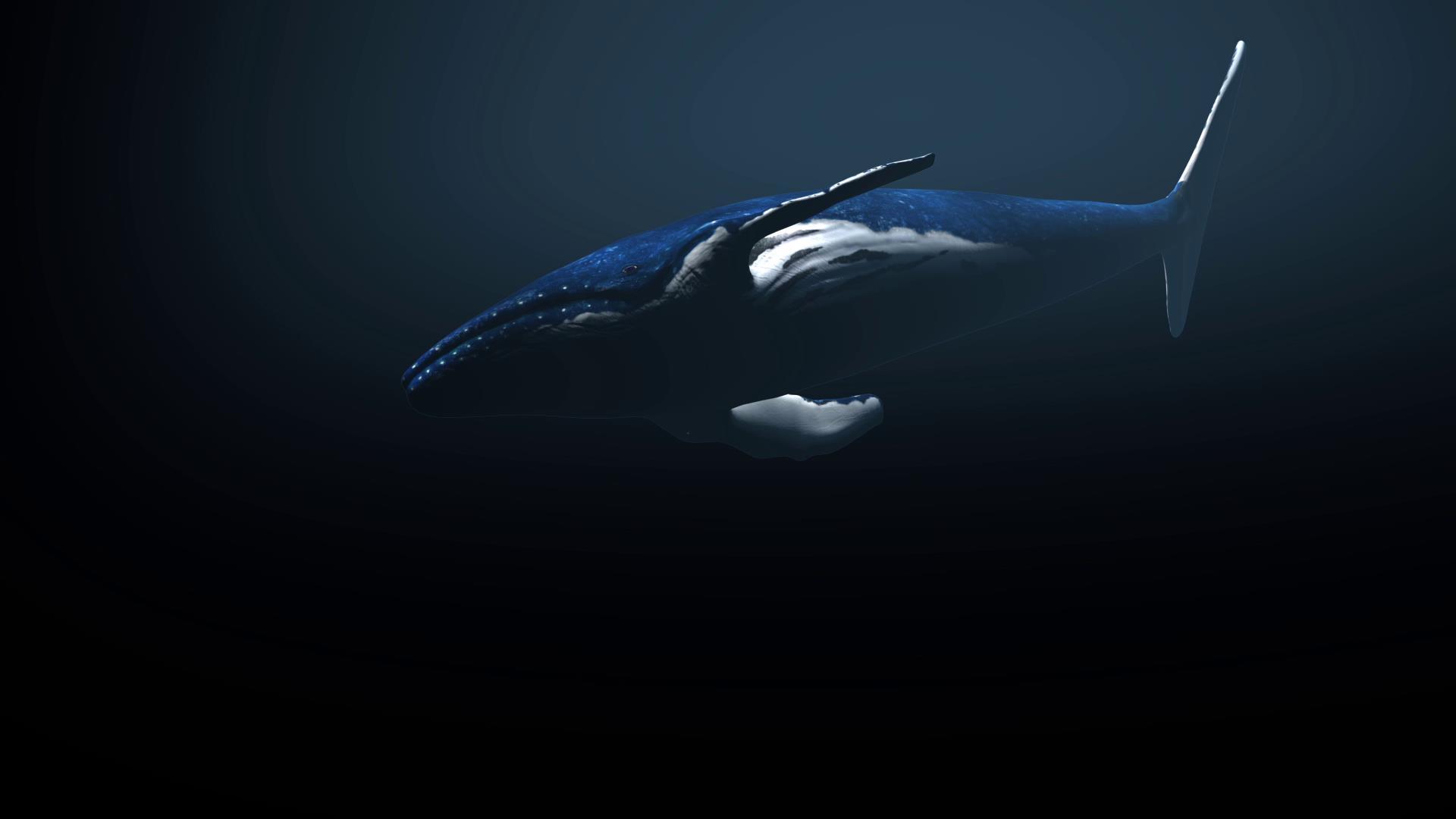 三维鲸鱼动画视频的预览图