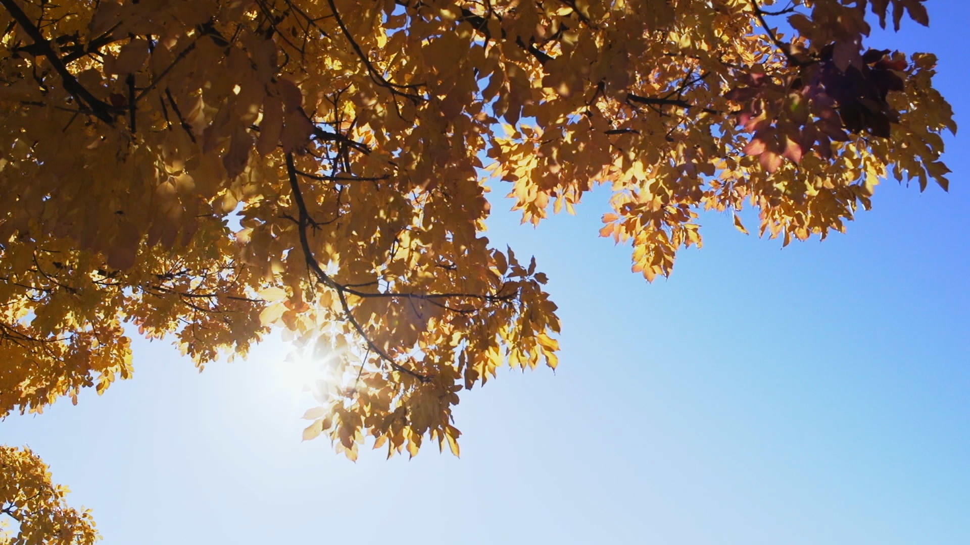 金黄色的树叶传穿透阳光视频的预览图