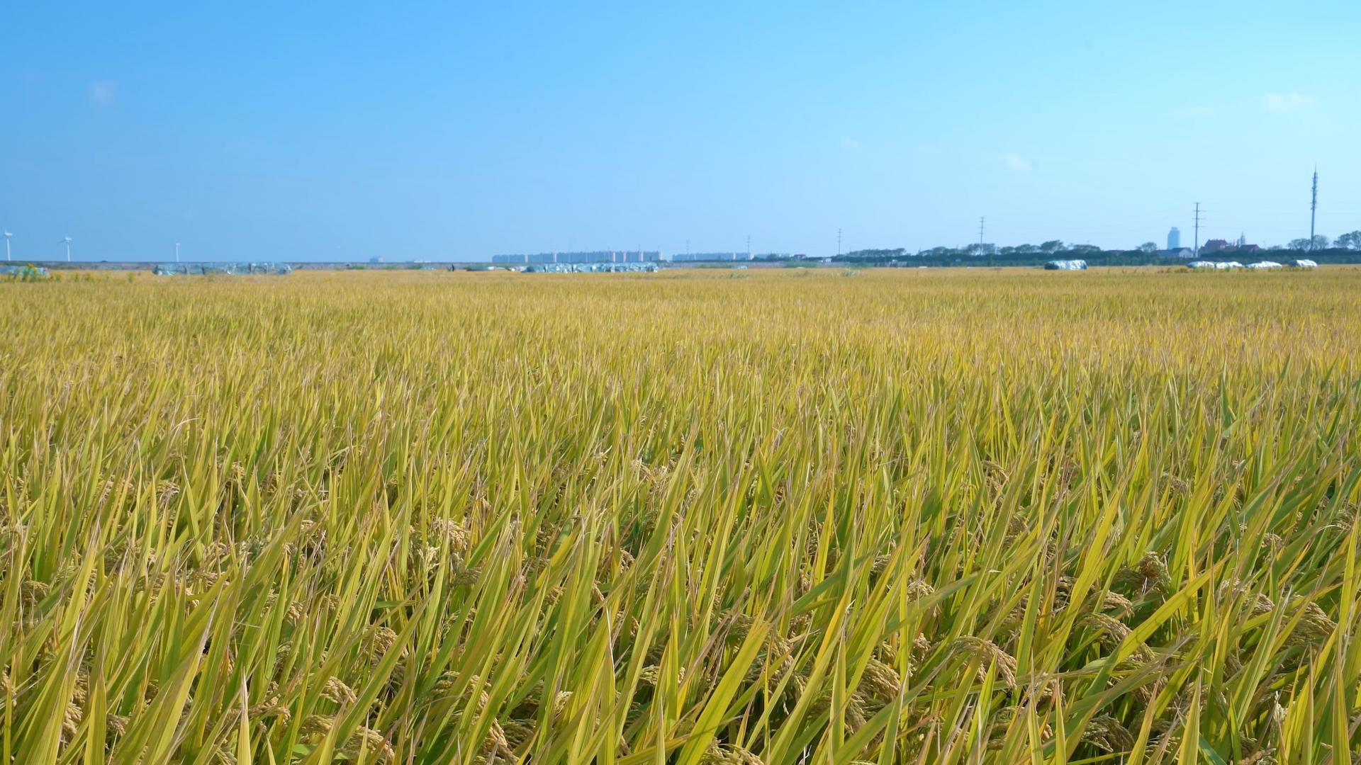 4k风吹动的水稻田视频的预览图