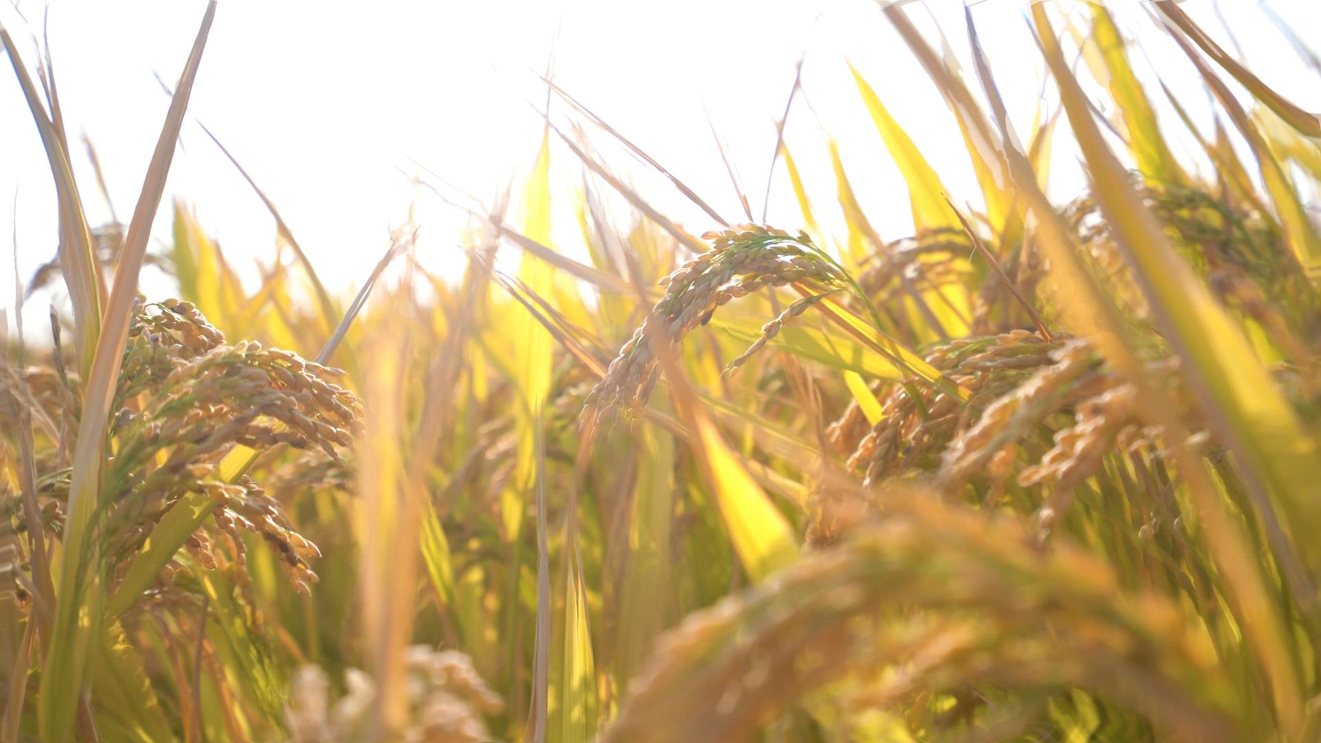 4k阳光下的水稻田视频的预览图