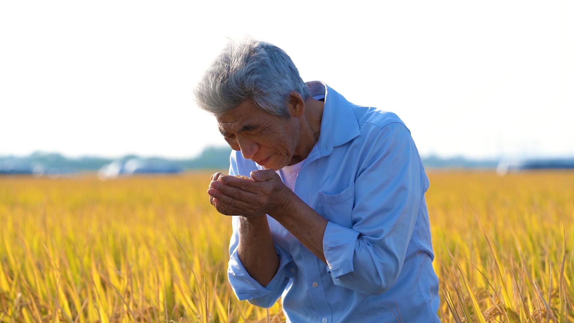 稻田里农民收获喜悦视频的预览图