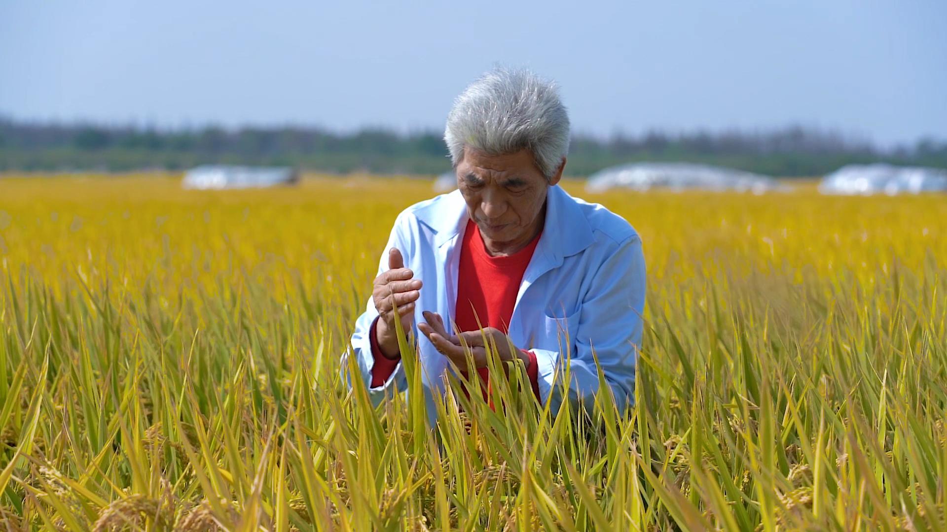 农民在水稻田中查看水稻长势视频的预览图