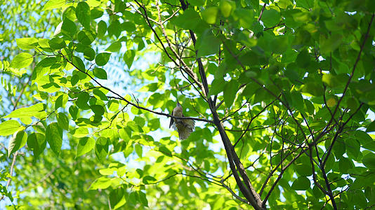 4k实拍夏日树上整理羽毛的小鸟空镜头视频的预览图