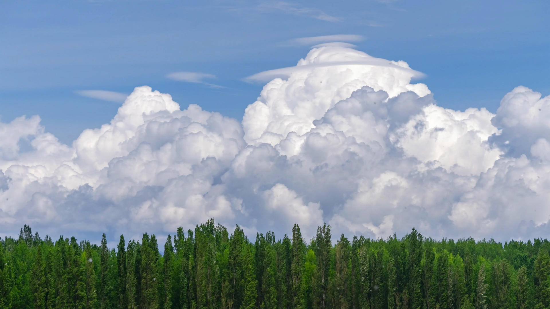 夏天杉树上壮观的云层翻滚涌动延时视频的预览图