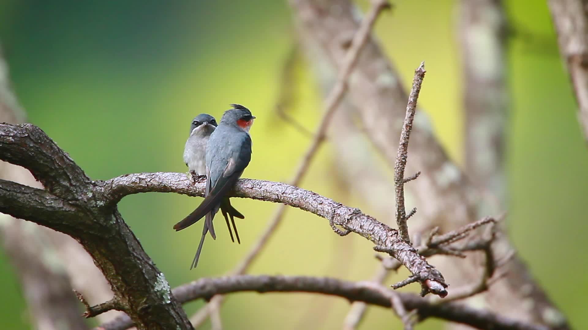 尼泊尔奇特王国家公园的两只奇怪的鸟视频的预览图