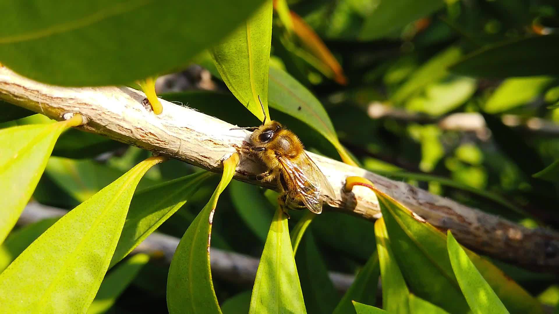 1瓶刷树枝上的蜂蜜慢动作视频的预览图