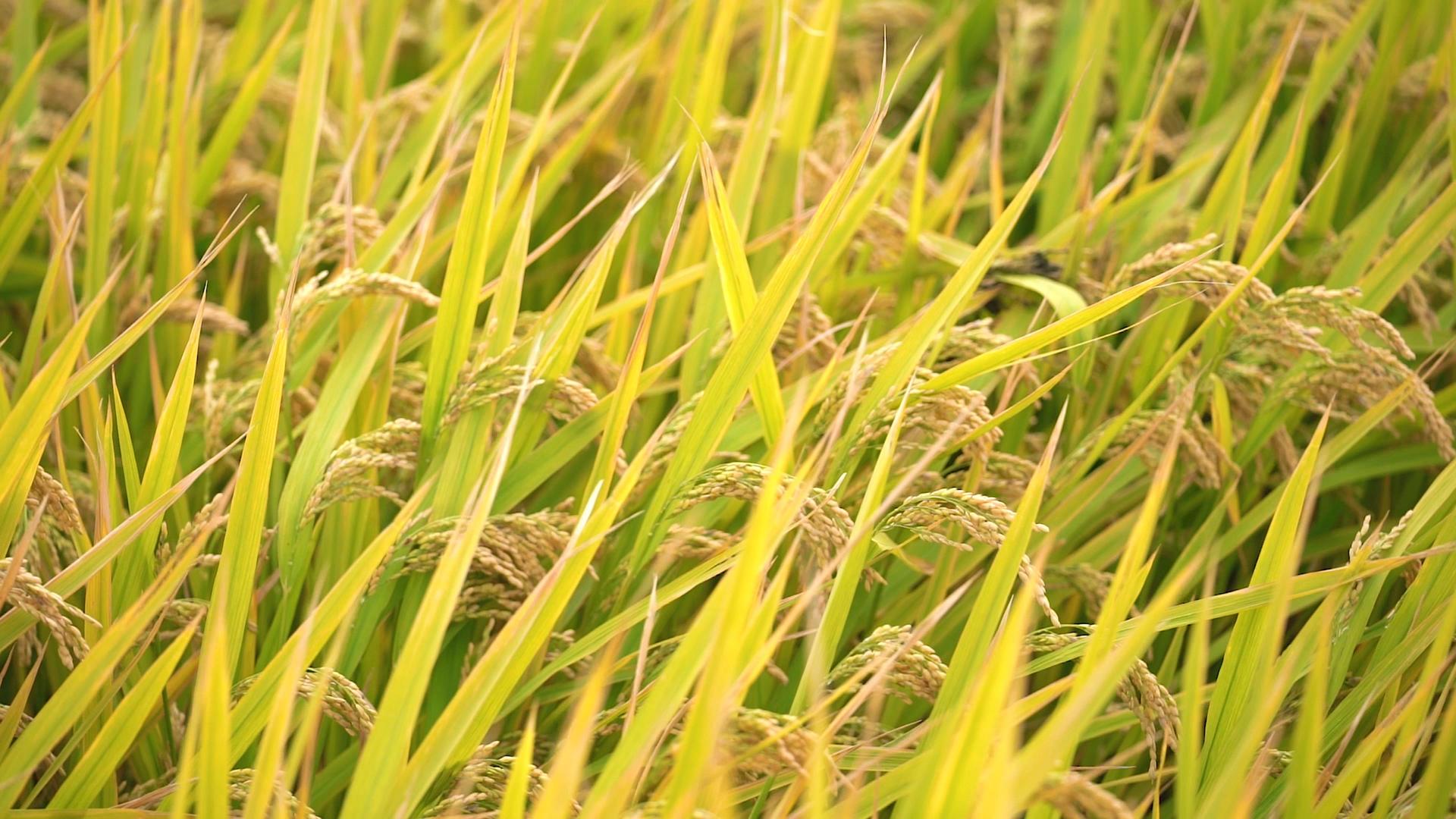 水稻稻田视频的预览图