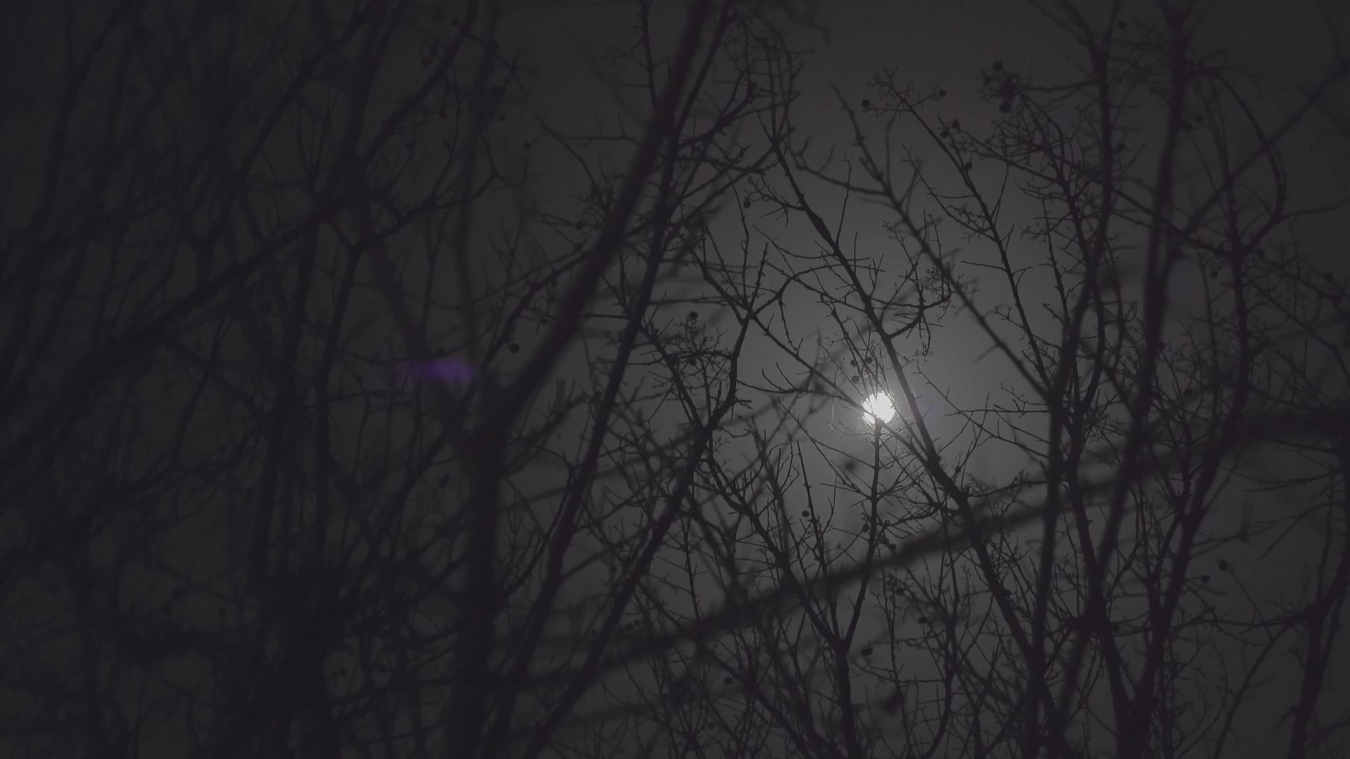 月亮之夜2视频的预览图