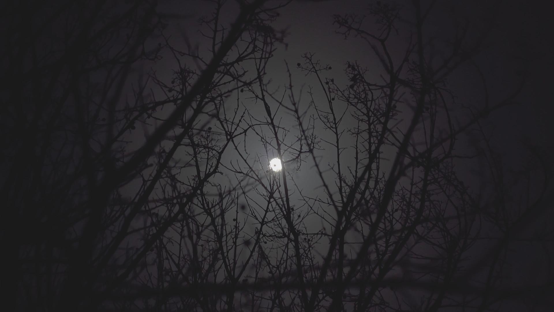月亮之夜露出的树枝视频的预览图
