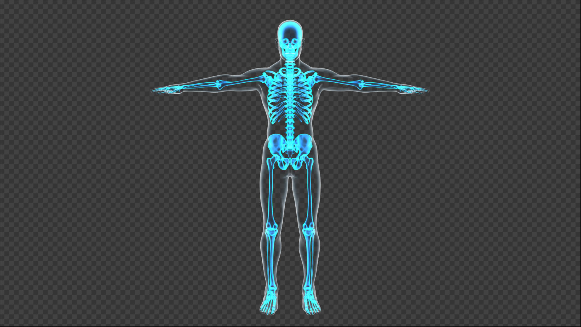 4K骨骼医学透视带通道可循环视频的预览图