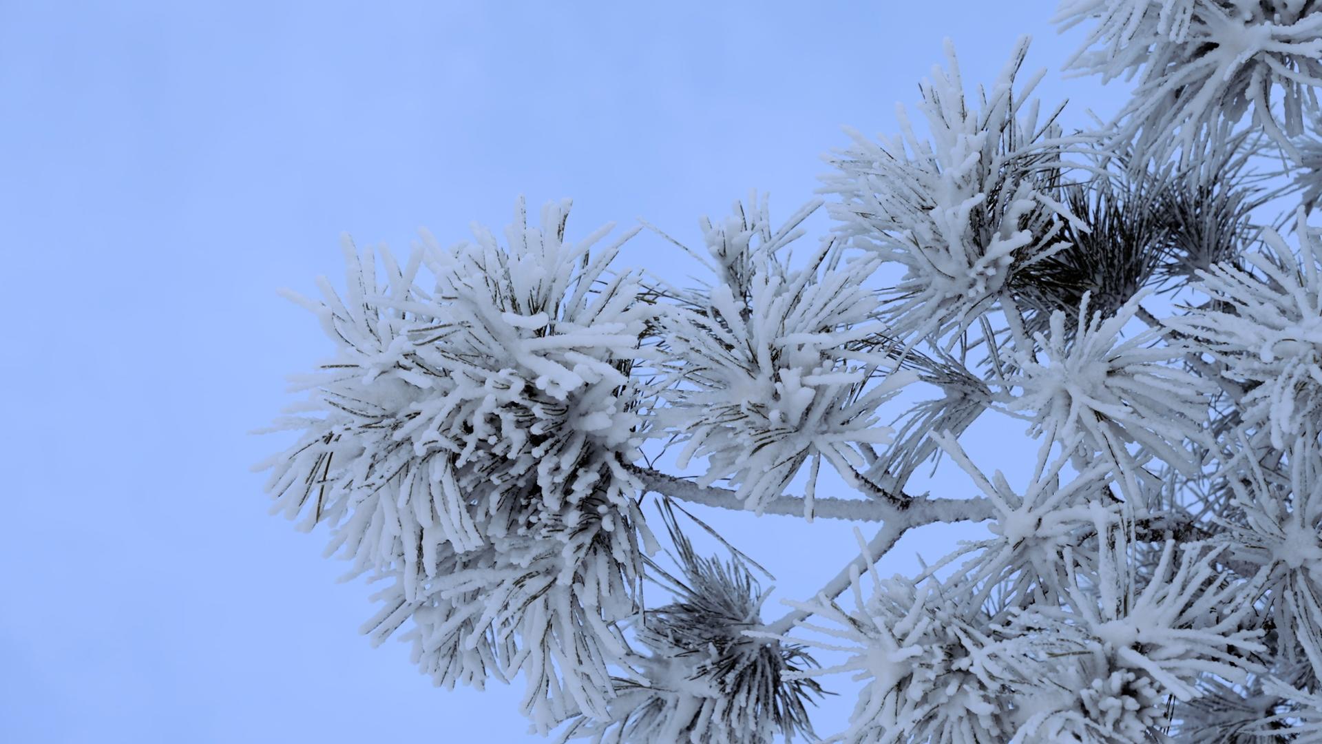 4k松树雾凇寒冷冰封冬季寒冷视频的预览图