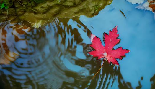 秋天枫叶漂浮在水面上视频的预览图