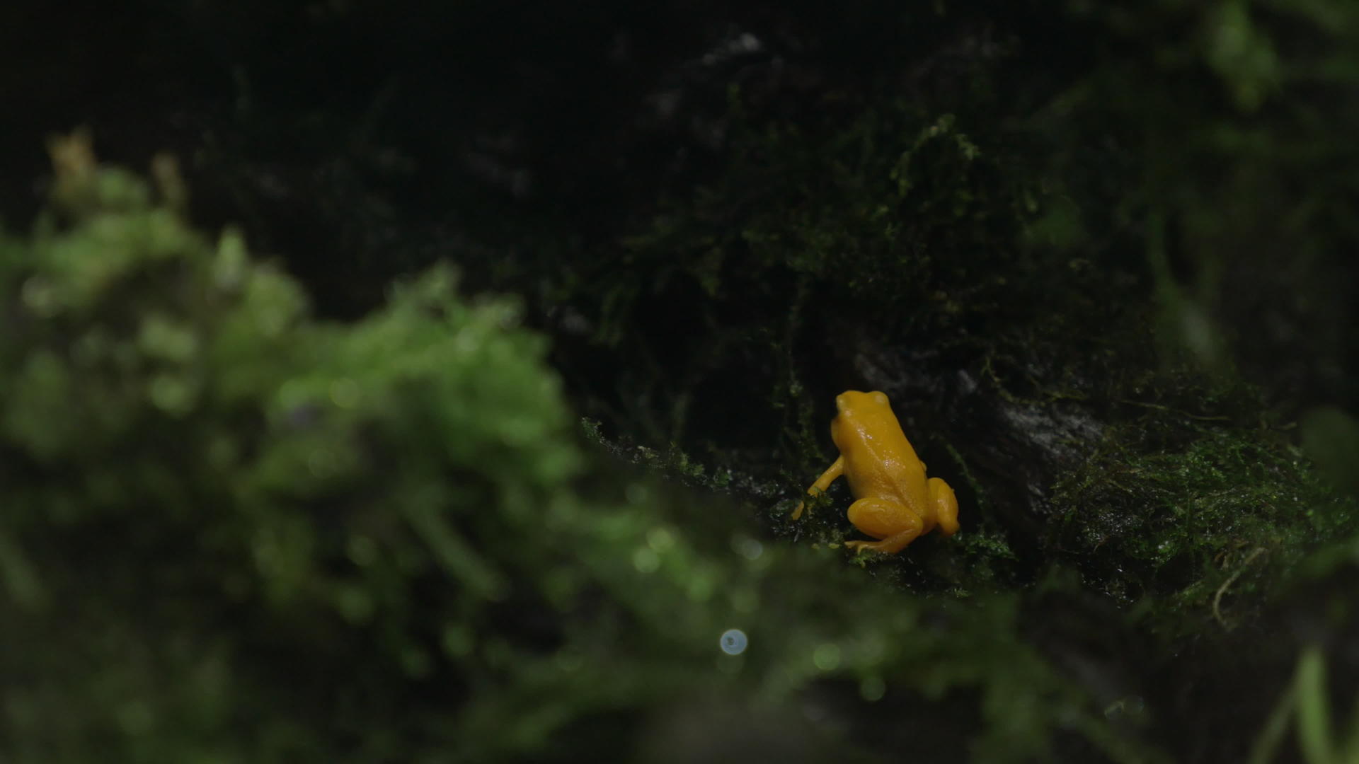 金毒金毒青蛙视频的预览图