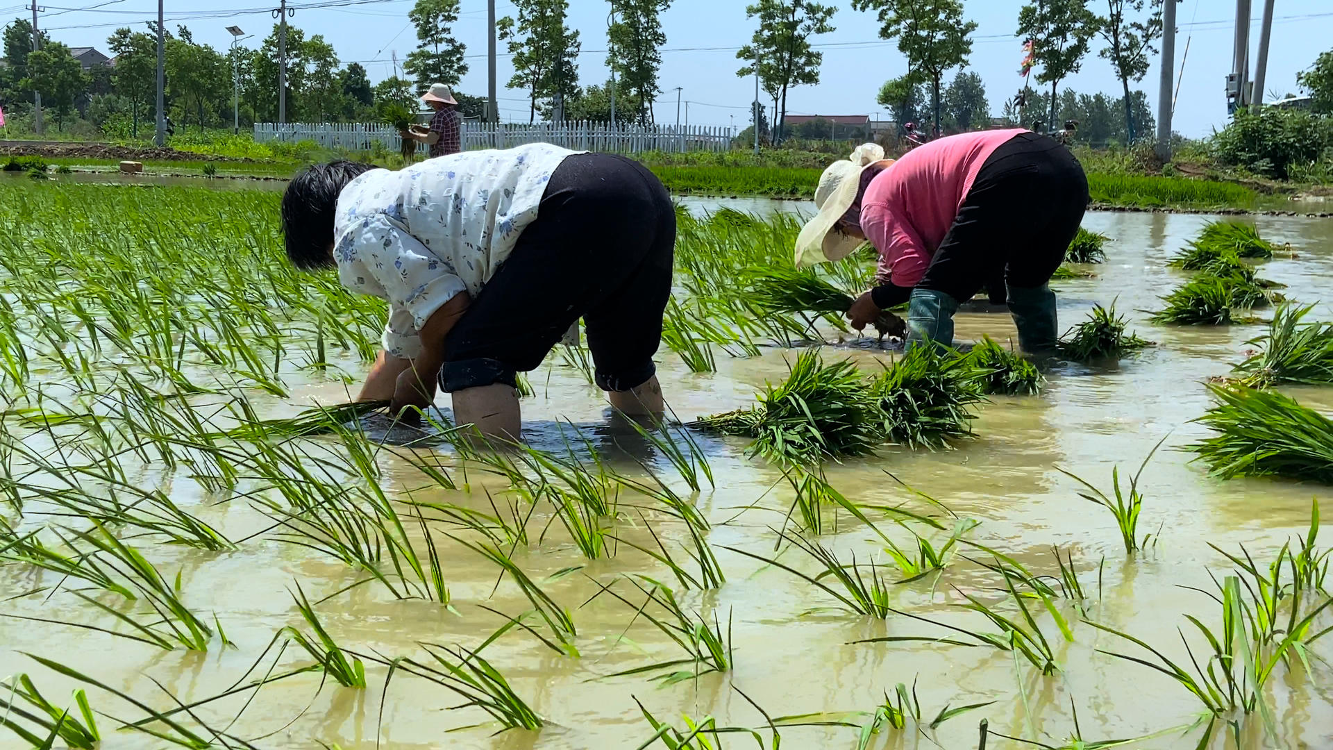 4K实拍农民妇女们在田里辛苦插秧特写视频的预览图