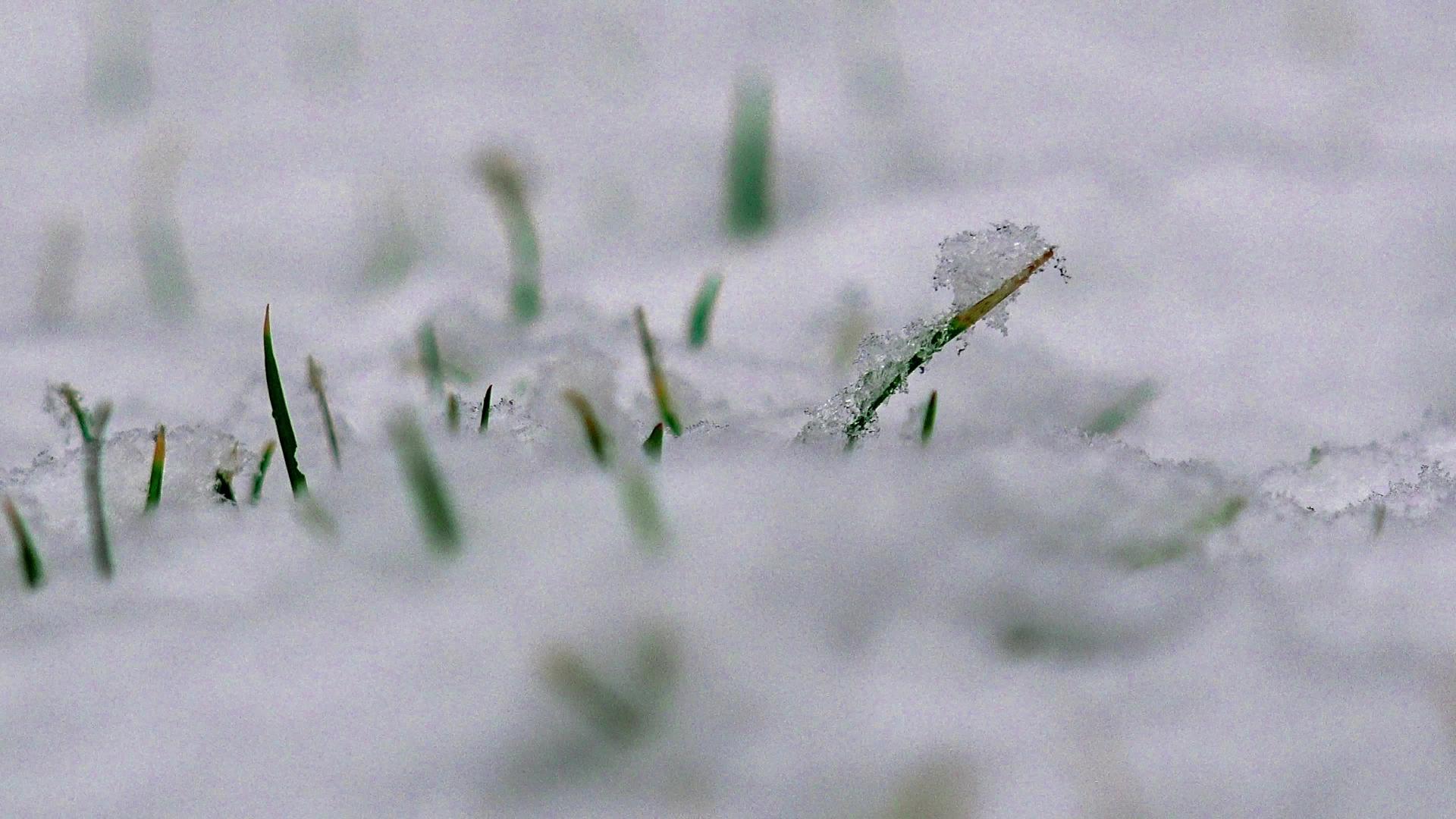 春雪落在草地上4k冬季背景视频的预览图