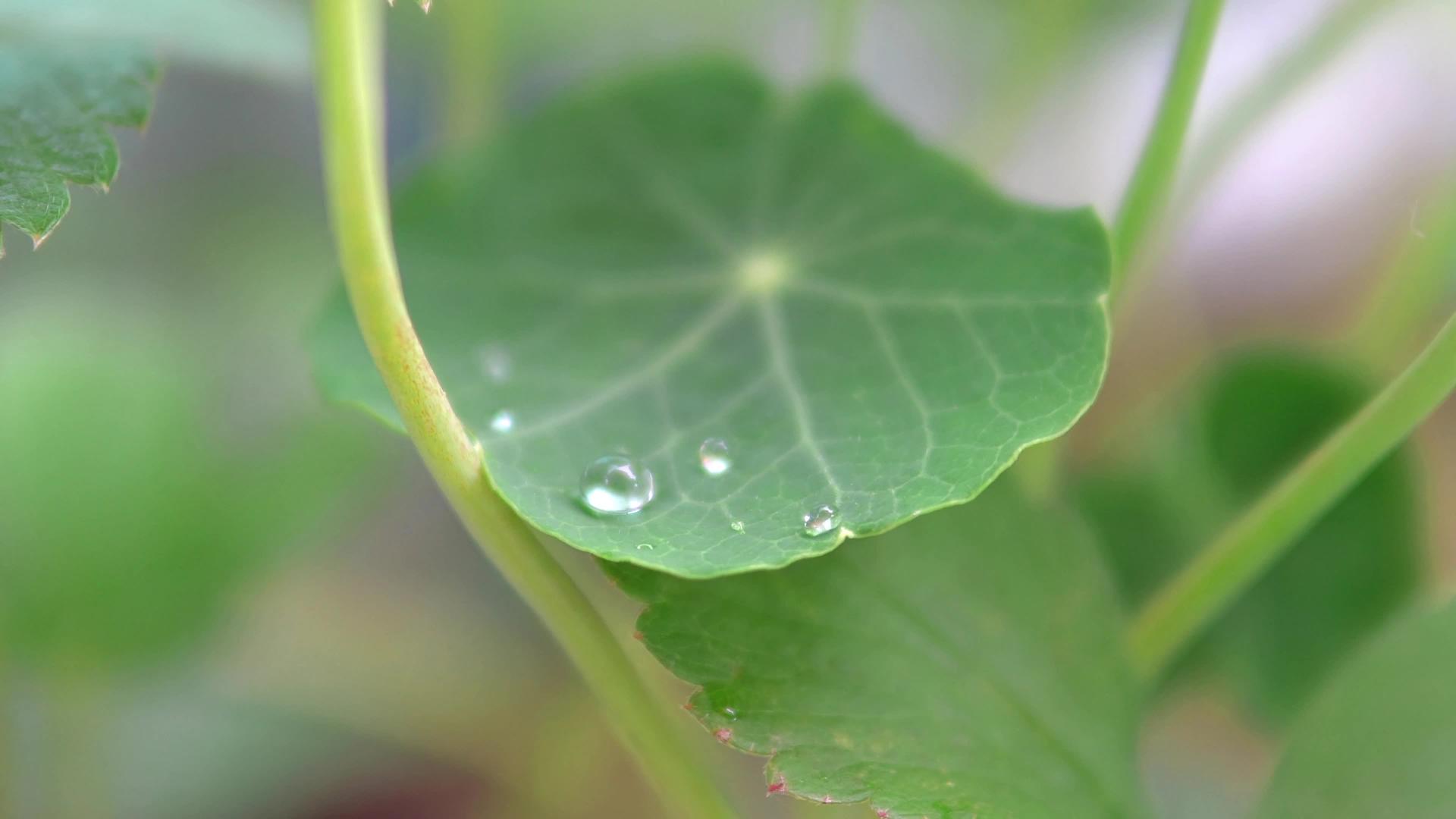 绿叶有雨滴 露水在微风中飘动视频的预览图