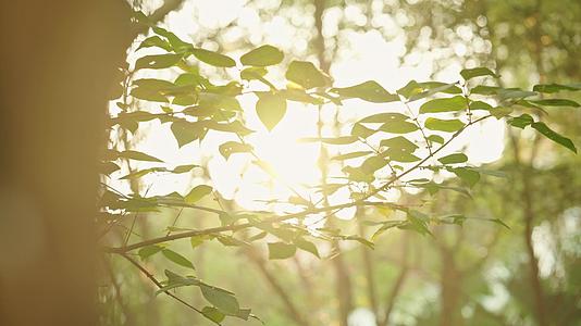 4k美丽的阳光透过树叶树干意境空镜头视频的预览图