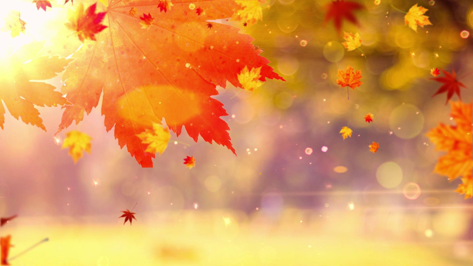 枫叶秋天背景视频的预览图