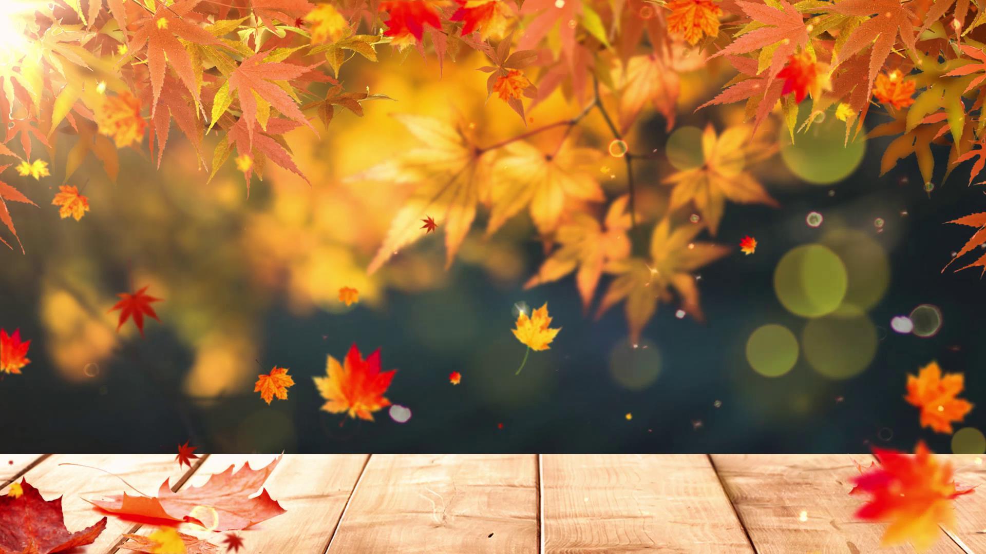 枫叶秋天背景视频的预览图