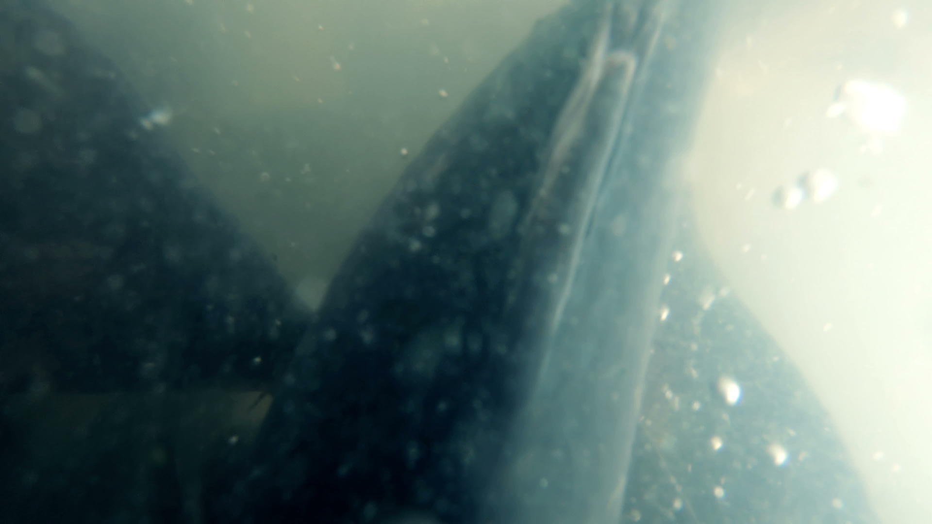 一群鱼在肮脏的水中游泳视频的预览图