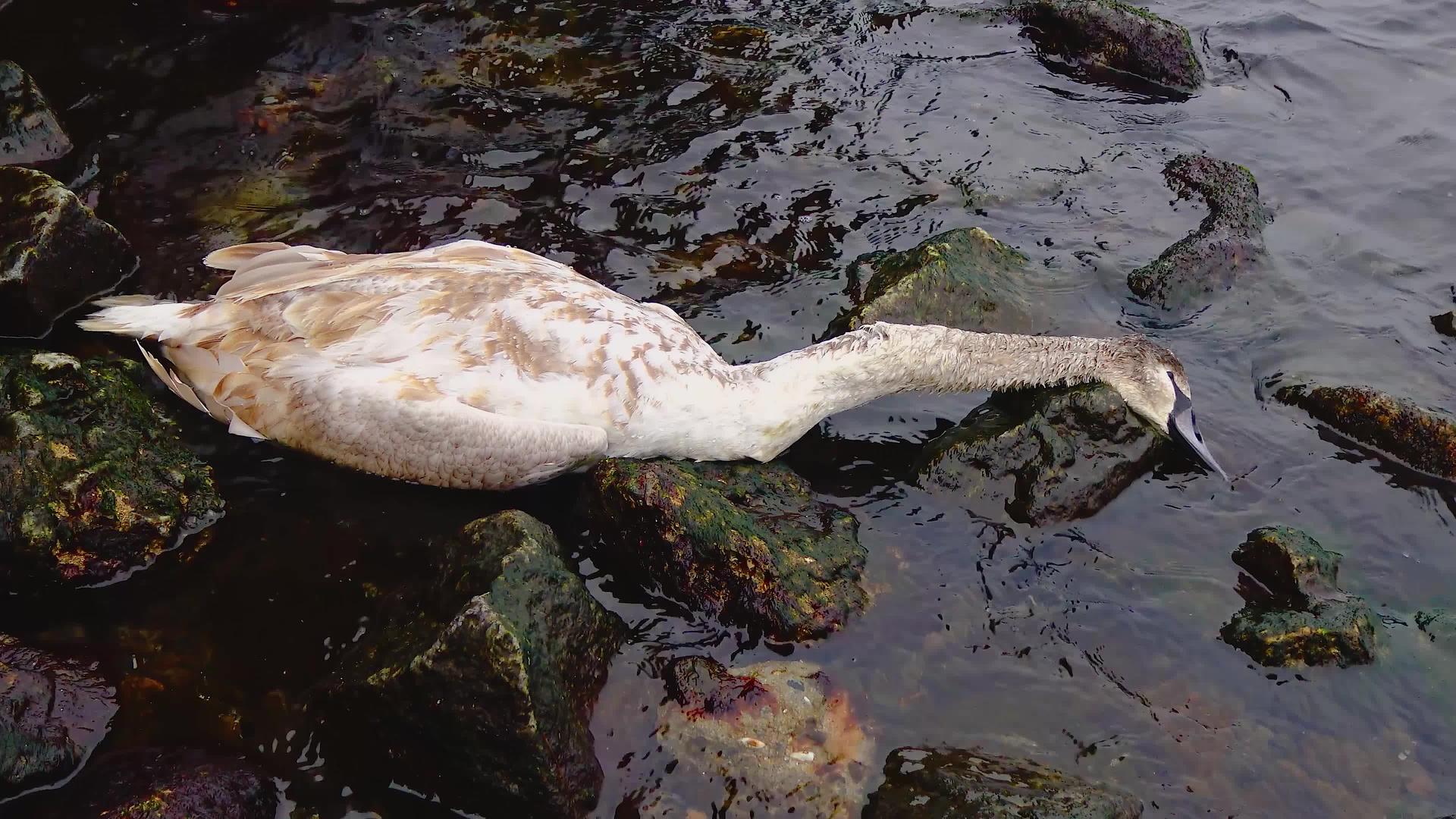 小天鹅死于海滩上的鸟黑海视频的预览图