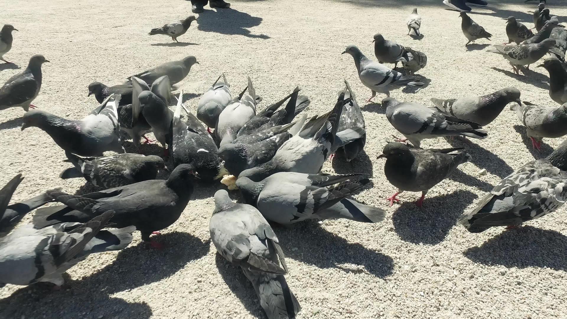 鸽子在法国女神面前为食物而战视频的预览图
