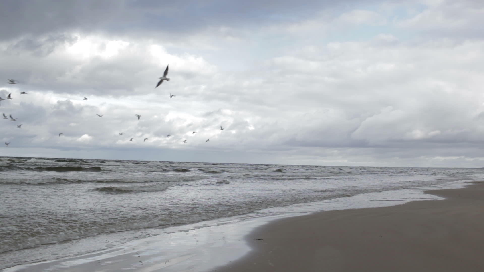 海鸥海岸视频的预览图