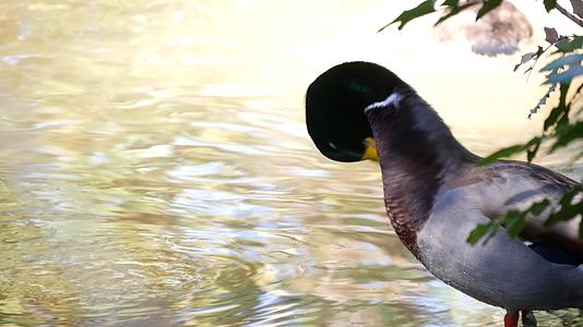 五颜六色的野鸭在自然栖息地涉水视频的预览图
