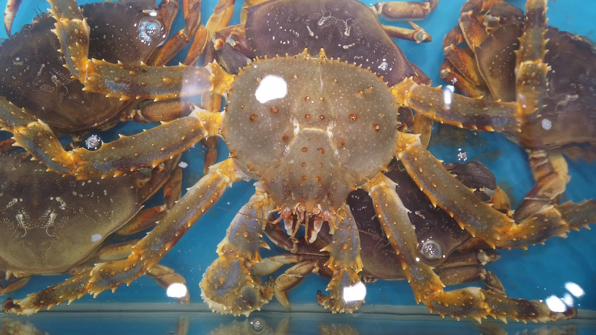 水产市场长脚蟹面包蟹波斯顿龙虾视频的预览图