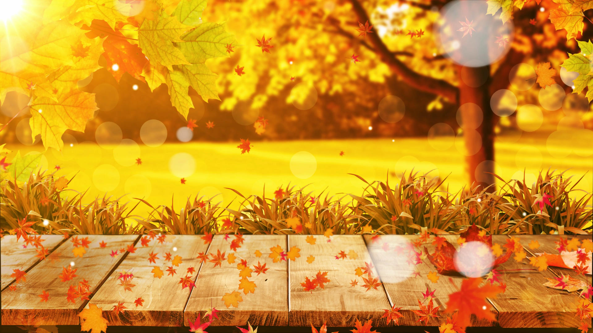 4K唯美的秋天秋叶背景素材视频的预览图