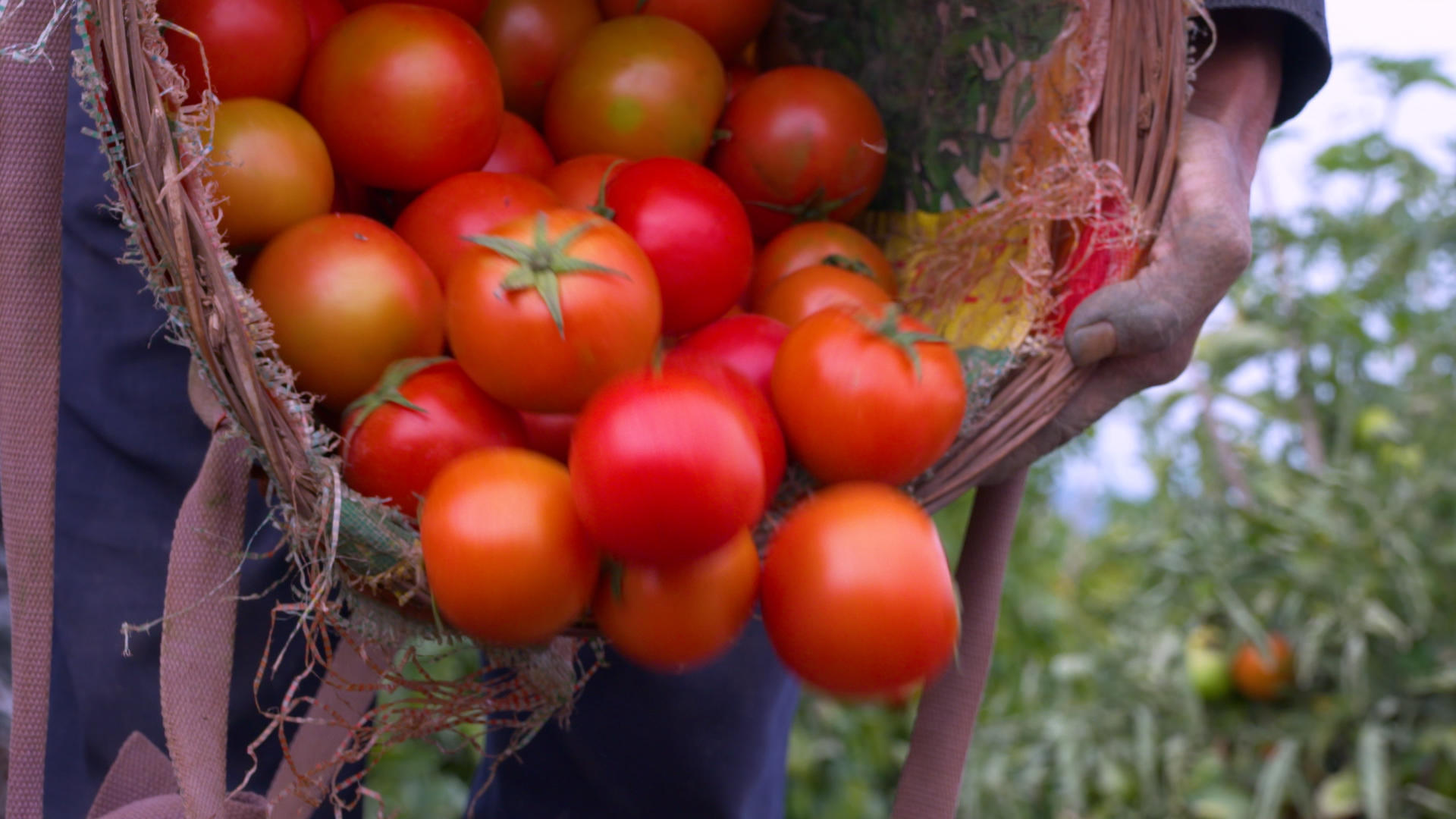 果园乡村农村番茄采摘高帧索尼高端机fs7视频的预览图