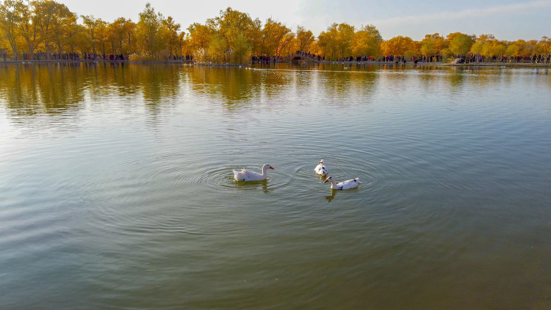 金波湖戏水的鸭子视频的预览图