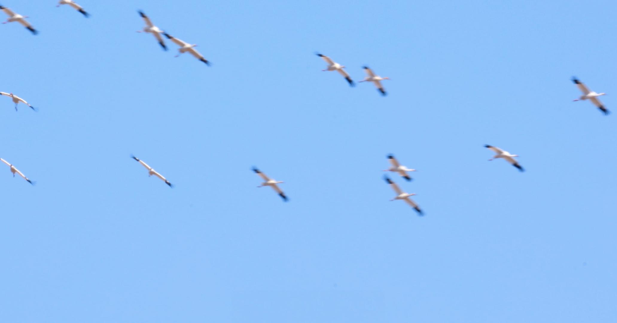 空中飞翔的白鹤视频的预览图