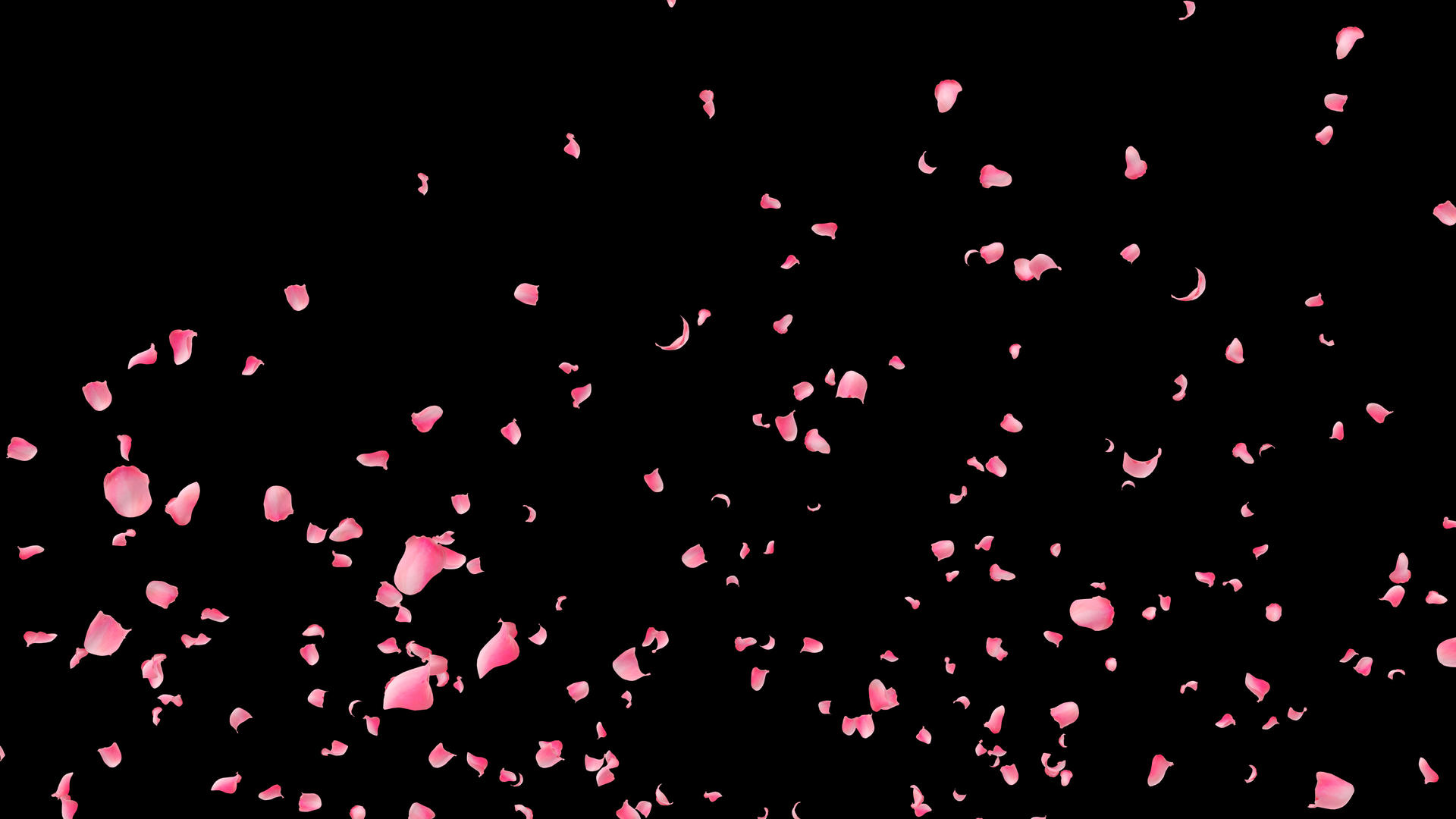 玫瑰花瓣飘落视频的预览图