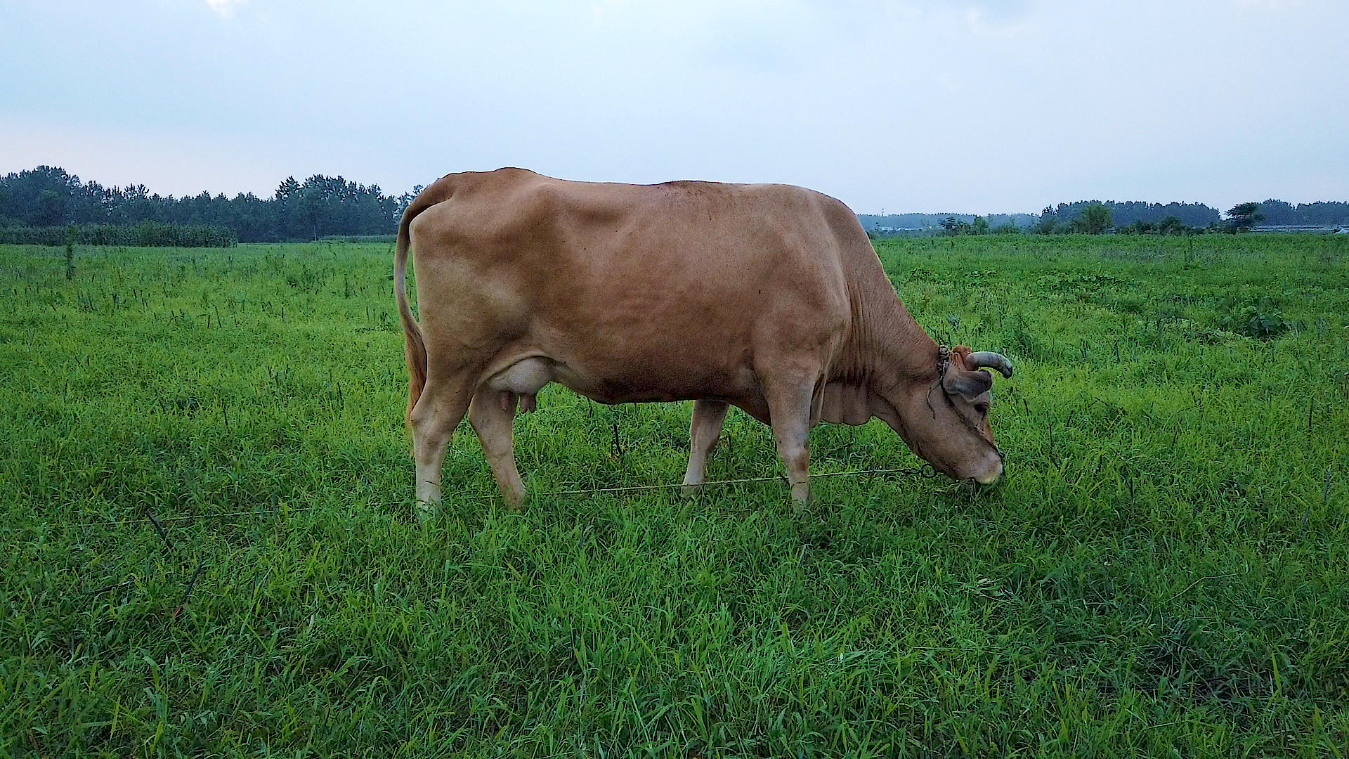 田野吃草的牛儿视频的预览图