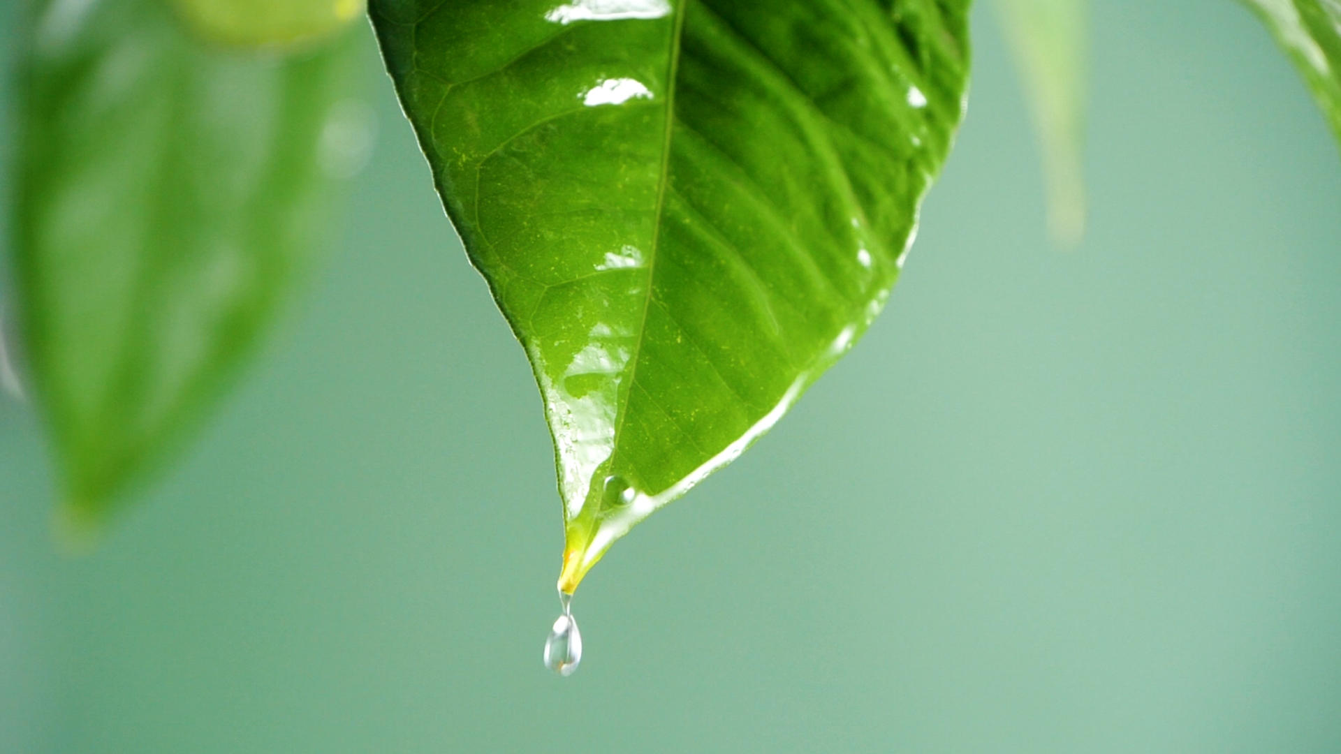 升格唯美春季空境露水雨水春雨浇灌下的树叶绿叶滴水视频的预览图