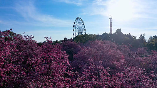 4k实拍云南昆明春日樱花盛开的游乐园摩天轮视频的预览图