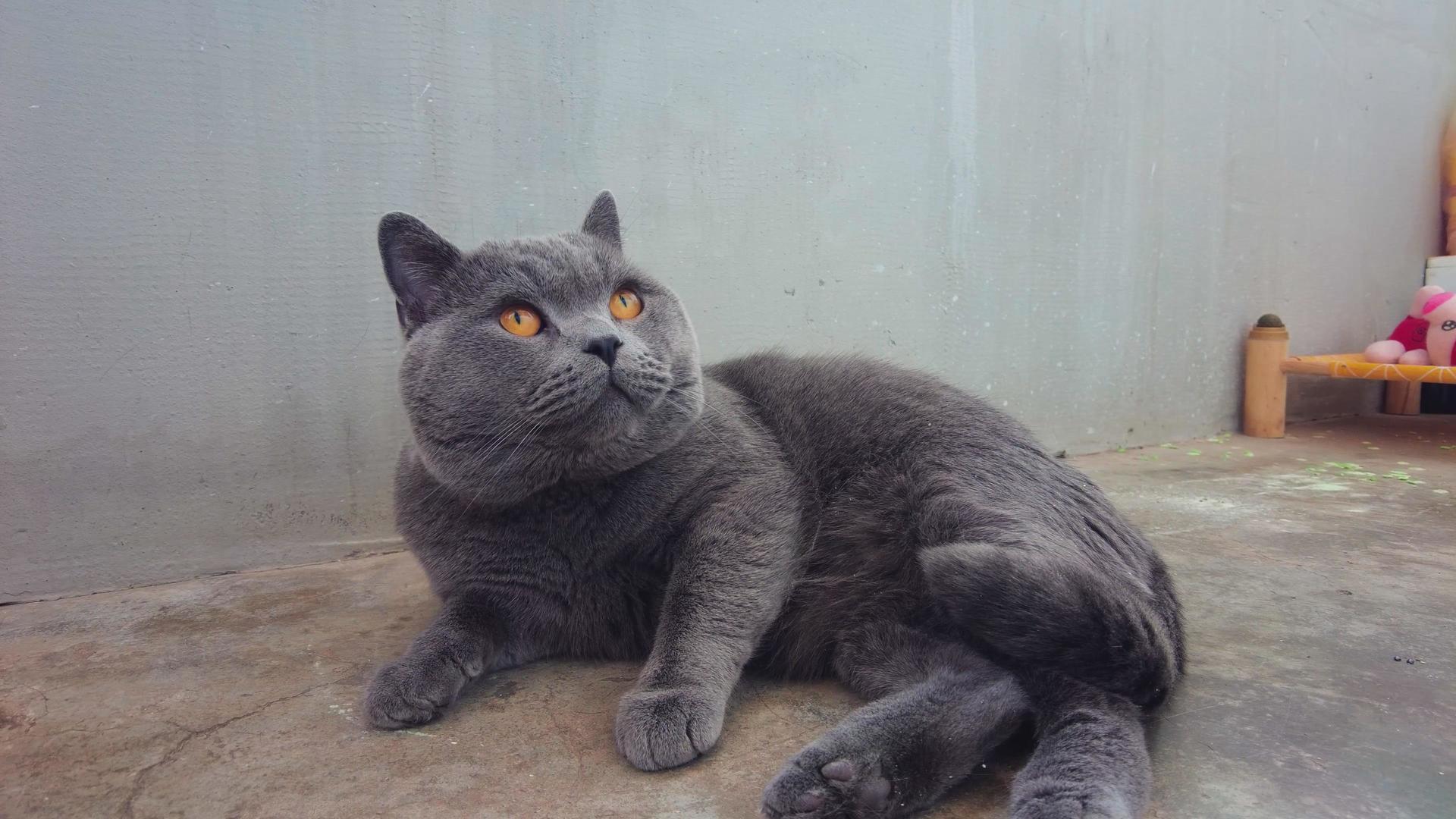 4k拍摄黑灰色可爱的不知品种的名贵宠物猫视频的预览图