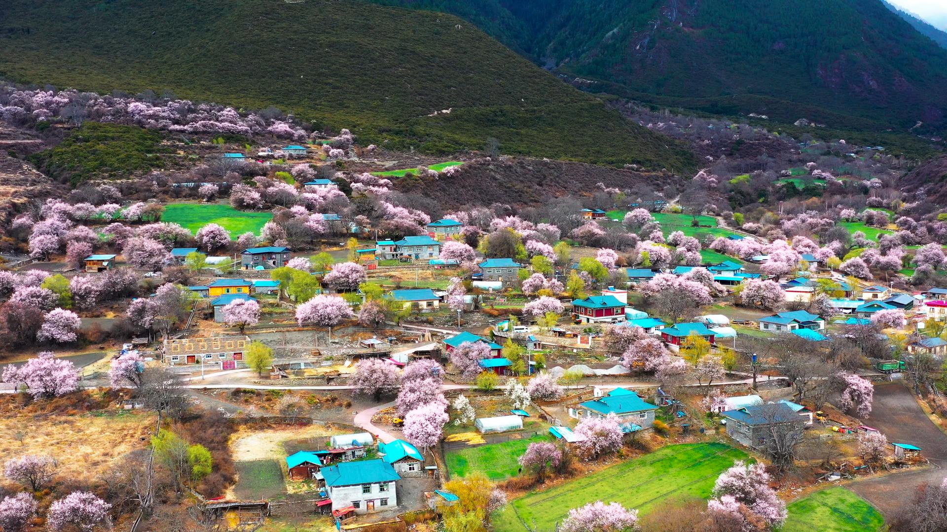 4K航拍美丽的林芝波密桃花沟藏族村落素材视频的预览图