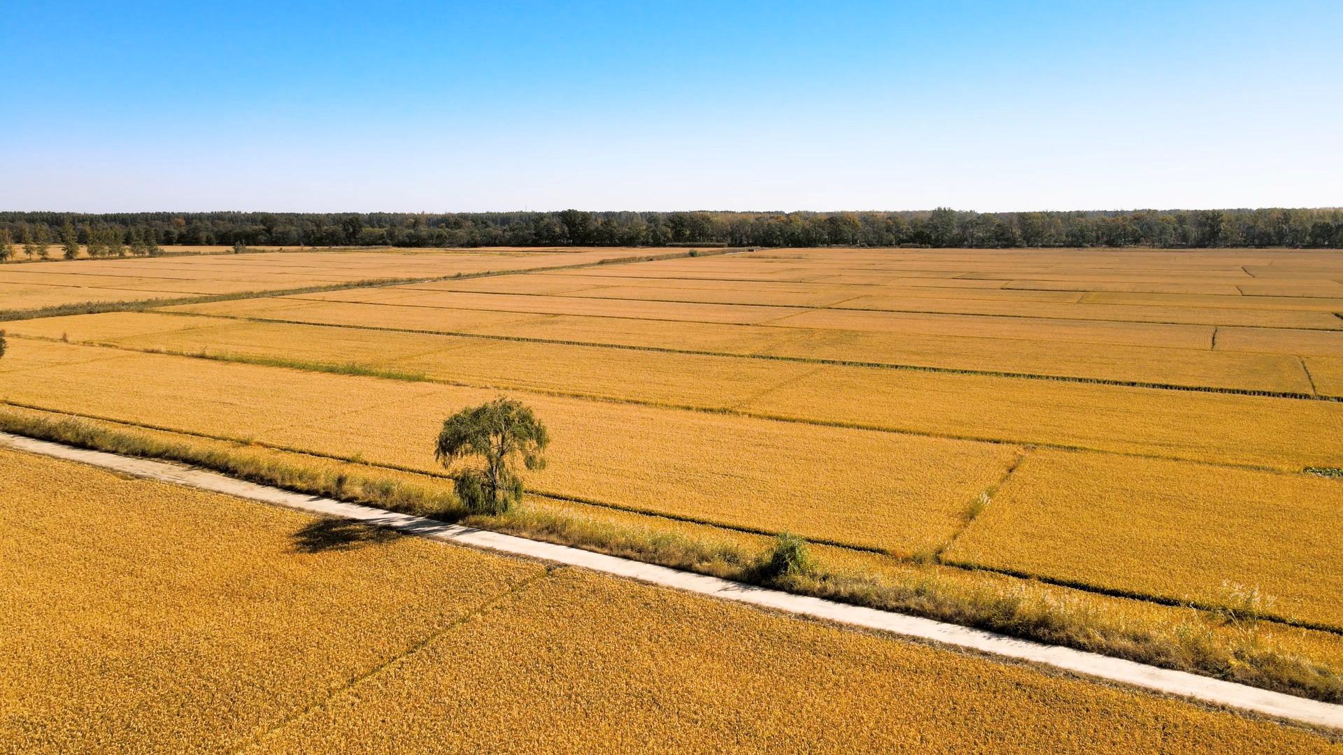 4K航拍水稻麦子稻谷田地树木绿植视频的预览图