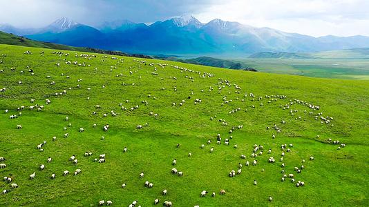 大草原羊群牧场放牧4K航拍视频的预览图