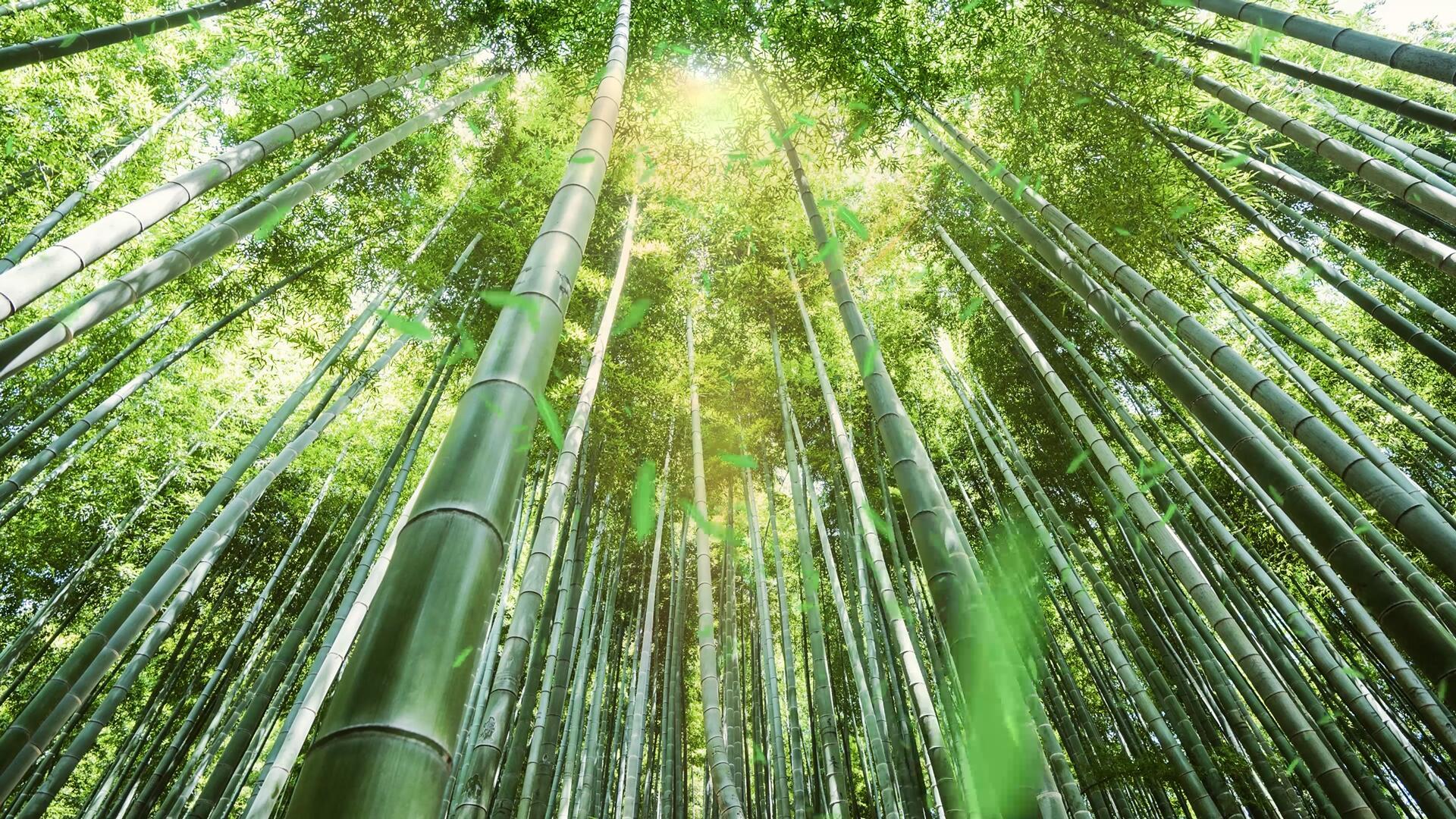 4k竹林树林阳光竹叶背景视频的预览图