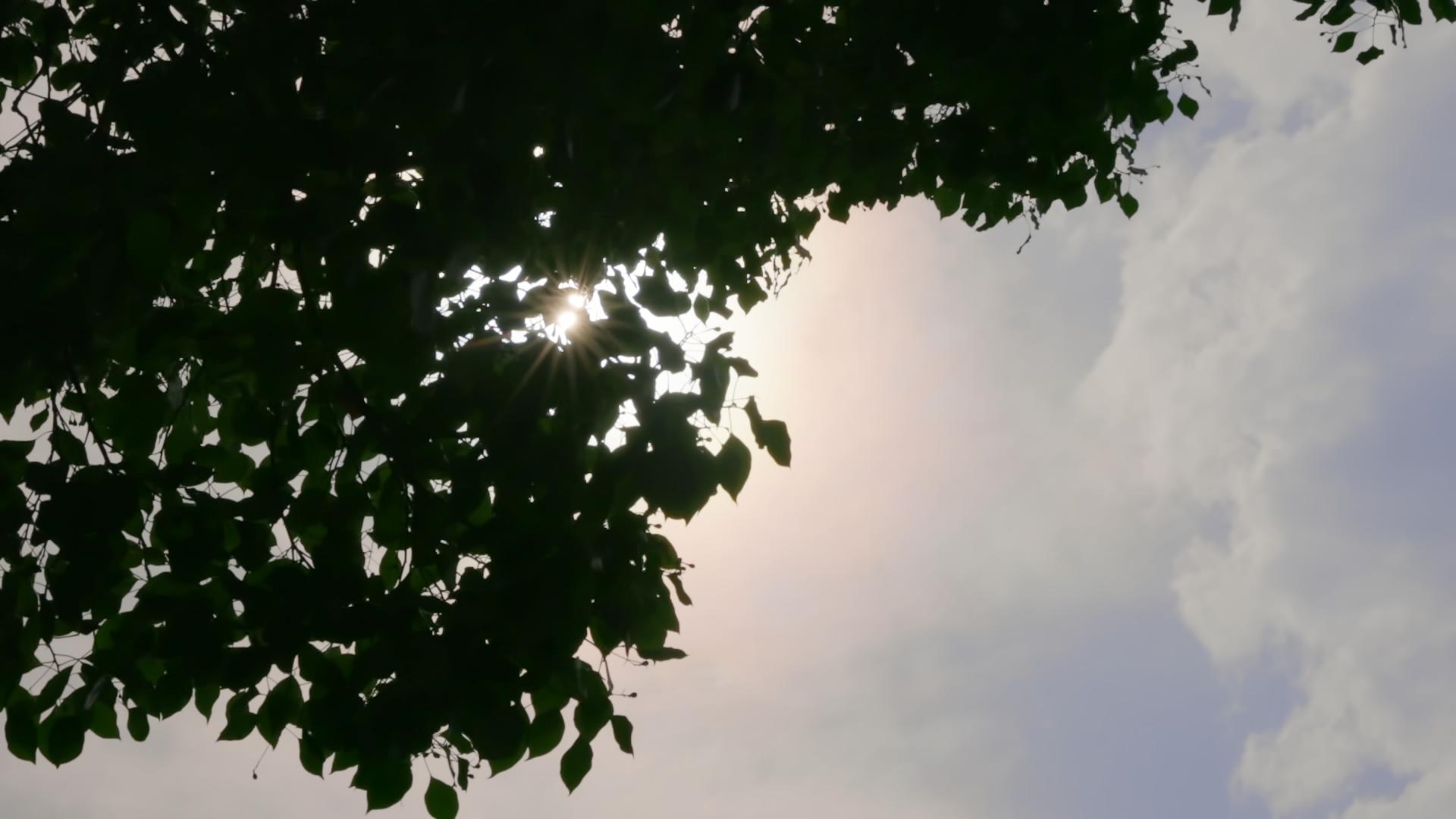 透过树叶的点点阳光视频的预览图