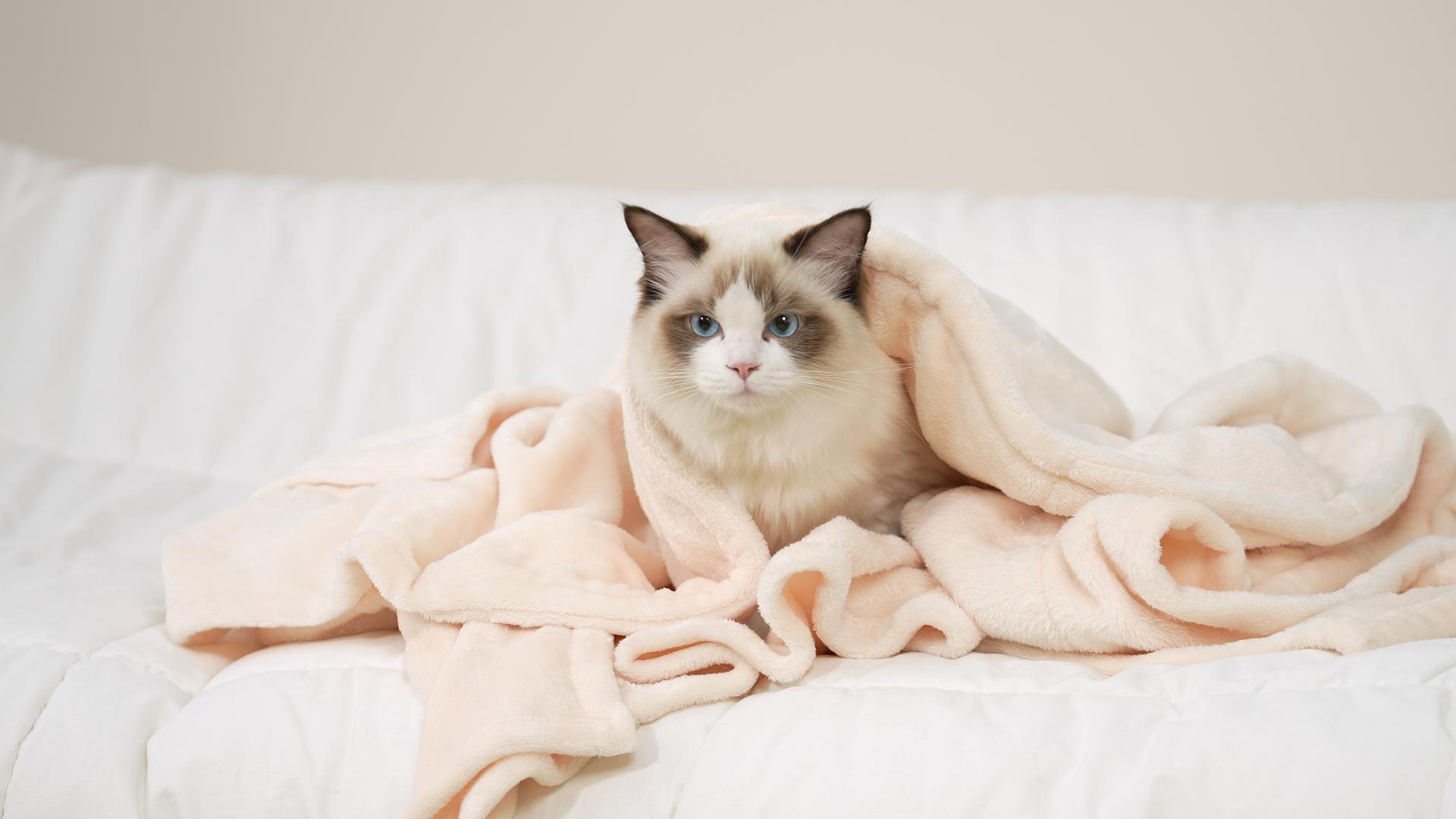 裹着毛毯的可爱猫咪视频的预览图