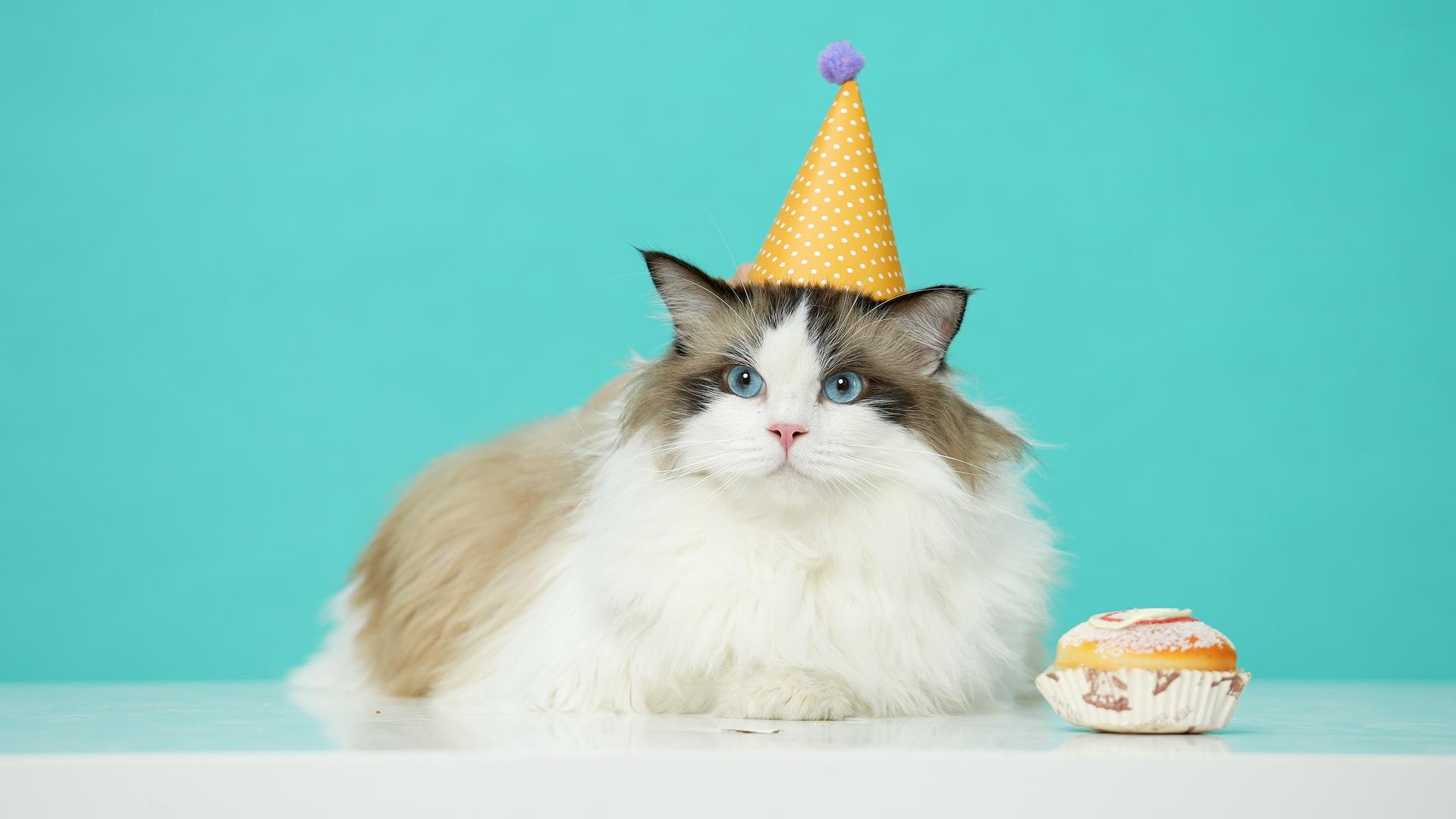 头戴派对帽的布偶猫视频的预览图