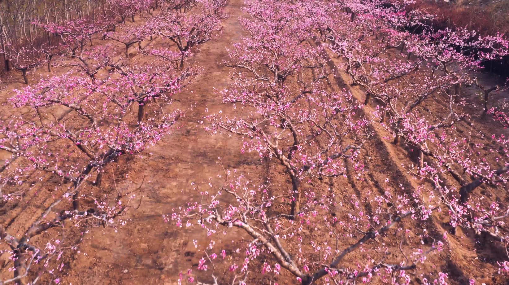 4K航拍石家庄滹沱河生态区桃花盛开视频的预览图