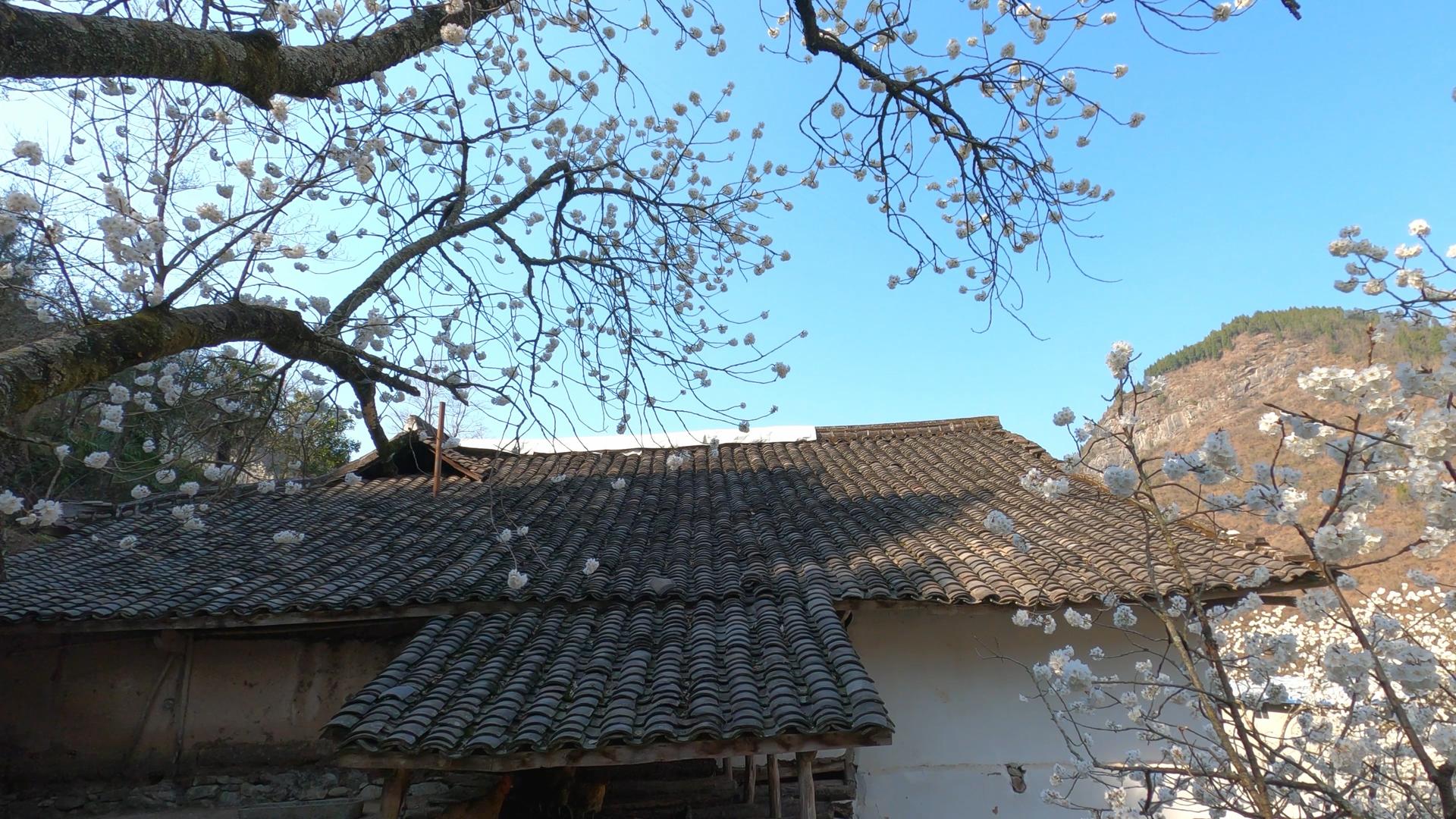 4K实拍农村瓦房背后的樱花树视频素材视频的预览图