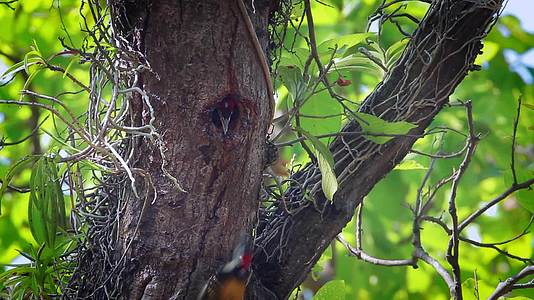 帕巴迪亚国家公园的黑鸟视频的预览图